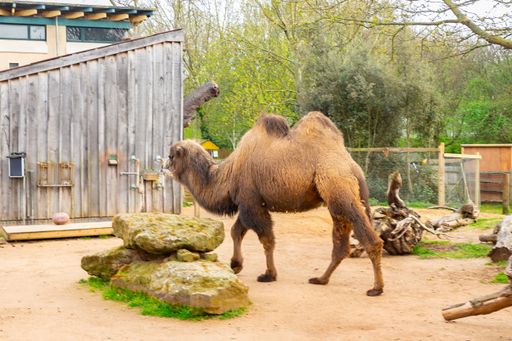 A bactrian camel at the zoo during daytime
