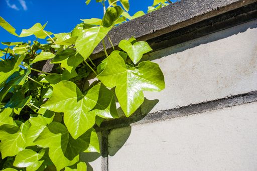 A closeup shot of green leaves near the white wall