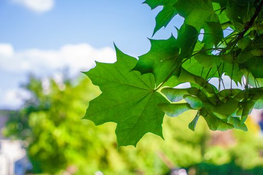 A wide green leaves and blurred tree branches  - perfect for background