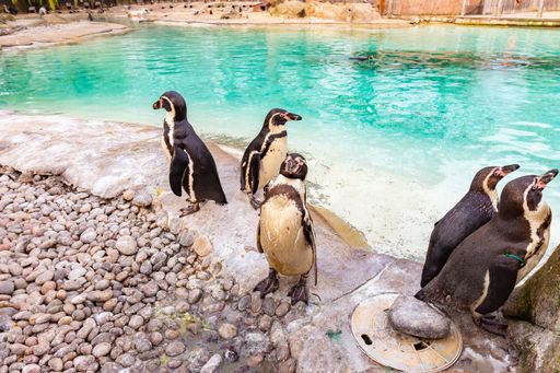A high angle shot of Magellanic penguins by the lake during daytime