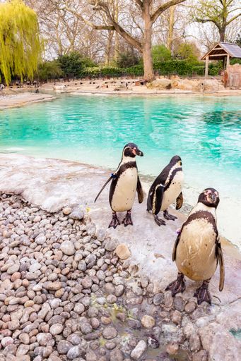 A high angle shot of Magellanic penguins by the lake during daytime