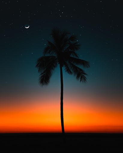 A fantastic starry night view of the silhouette palm tree against a dark blue and orange sky