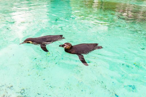 A high angle shot of gentoo penguins swimming in the lake during daytime