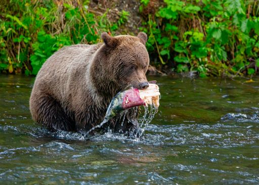 A closeup of a bear catching a fish in the river in Alaska