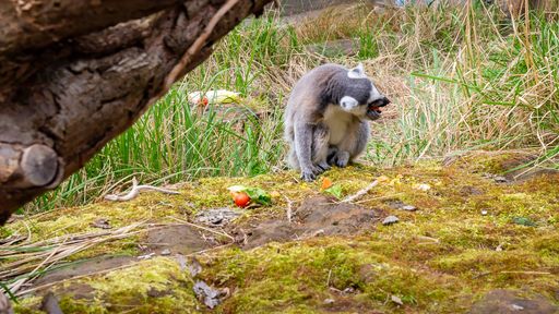 A cute raccoon playing in a desert area during daytime