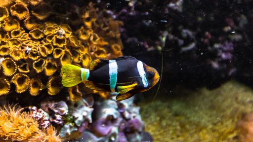 A closeup shot of coral reef fish swimming in the ocean in London