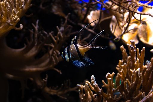 A closeup shot of fish swimming in the ocean near coral reefs
