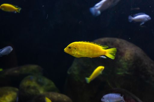 A closeup shot of fish swimming in the ocean near coral reefs