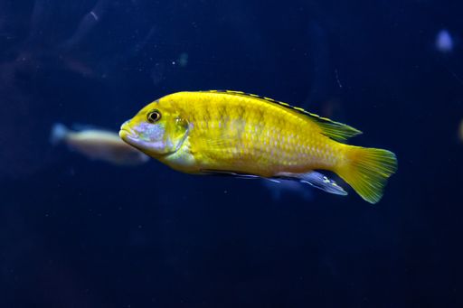 A closeup shot of fish swimming in the ocean near coral reefs