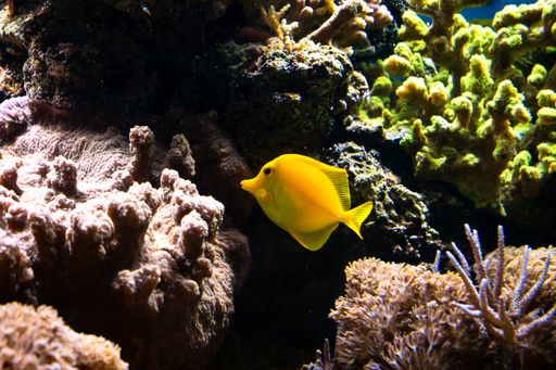 A closeup shot of coral reef fish swimming in the ocean in London