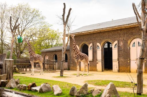 Two giraffes in front of a barn at the zoo during daytime