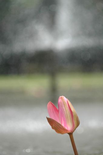 A vertical selective closeup shot of a pink tulip flower