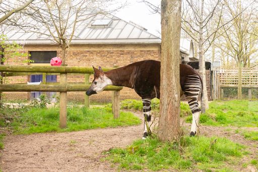 An okapi grazing green grass in a zoo in London