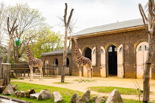 Two giraffes near a barn surrounded by trees in a zoo in London