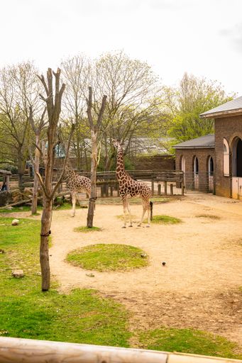 A vertical shot of giraffes near a barn in a zoo in London