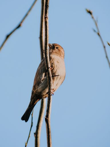 A vertical shot of a house sparrow perched on a branch