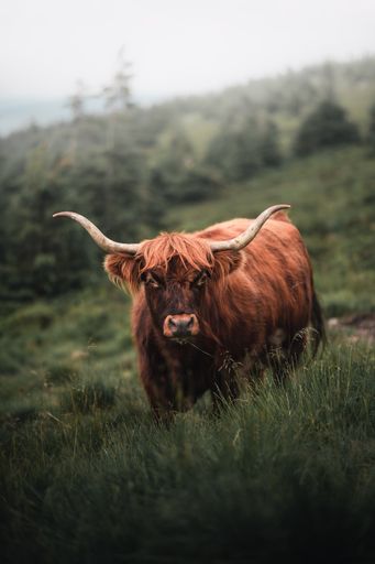 A vertical shot of a brown bull in the mountains