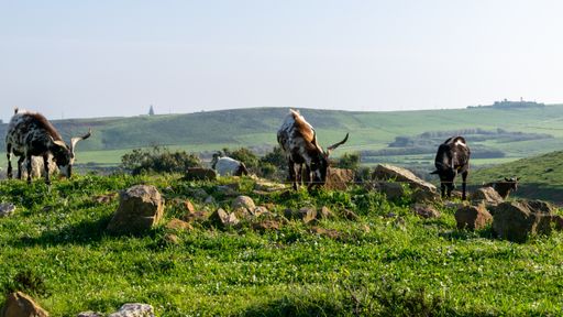 A field covered in greenery surrounded by grazing texas longhorns under the sunlight - livestock concept