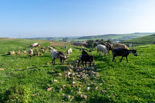 A field covered in greenery surrounded by grazing texas longhorns under the sunlight - livestock concept