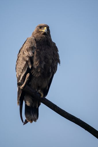 A closeup of a Steppe eagle on a tree branch