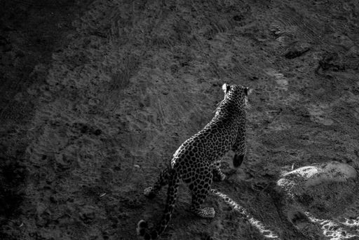 A high angle grayscale shot of a beautiful cheetah