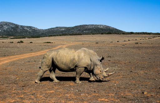 A rhinoceros walking through a field surrounded by hills under the sunlight and a blue sky at daytime