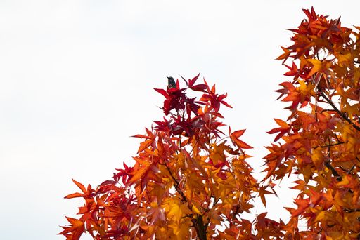 A low angle shot of a bird perched on a branch of a beautiful autumn tree