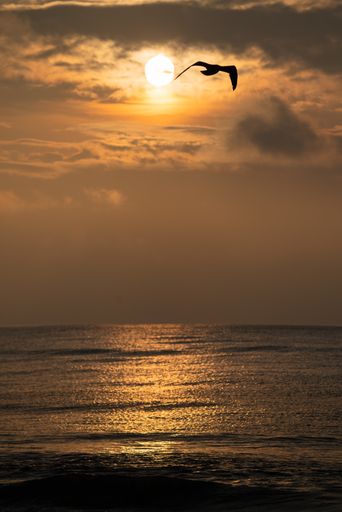 A vertical shot of a seagull flying over the sea at sunset