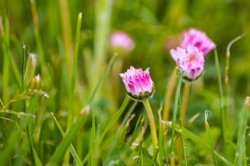 A closeup shot of pink daisy wildflowers