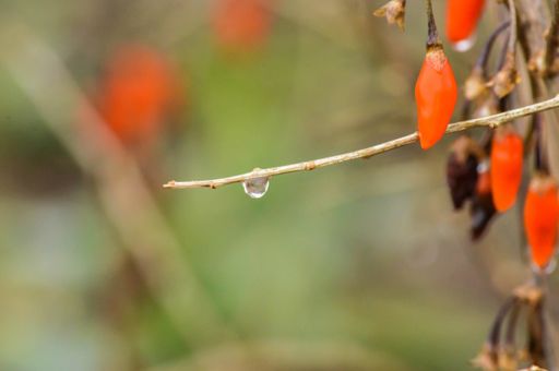 A closeup shot of rosehip tree with water drops on it