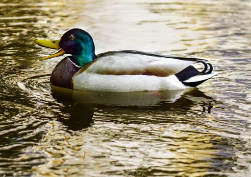 A closeup shot of a beautiful mallard swimming on a reflective lake surface