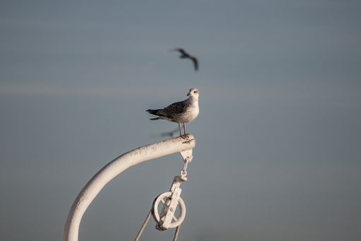 A selective focus shot of a gray plover standing on a white crane