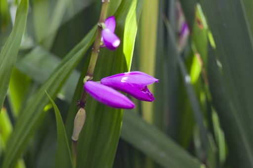 A closeup shot of a beautiful purple orchid flower