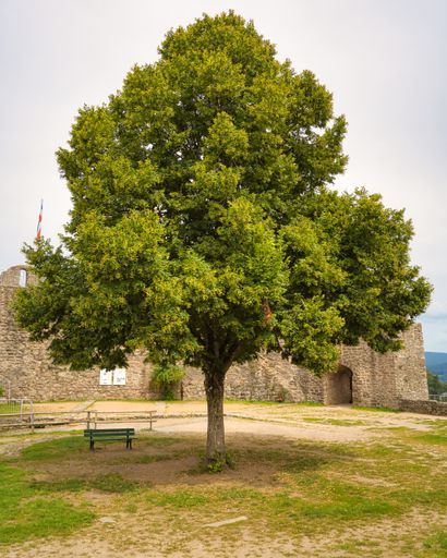 A vertical shot of a tree in front of an ancient fortress.