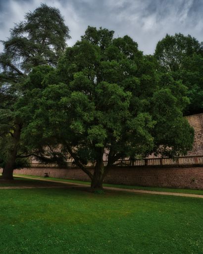 A vertical shot of the magnificent tree in the green field against a cloudy blue sky