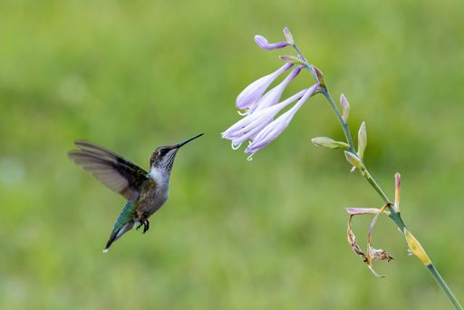 A closeup shot of black hummingbird feeding at flowering Hosta