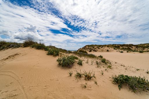 A landscape of a desert with few plants and the sky covered with clouds