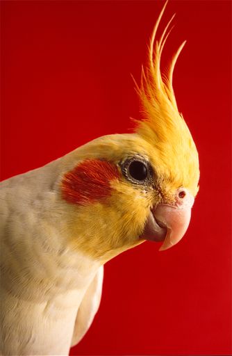 A close-up shot of a beautiful cockatiel bird isolated on a red background
