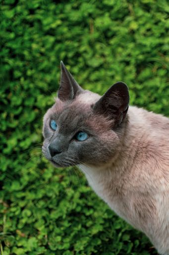 A vertical shot of Siamese cat with bright blue eyes against blurred green background