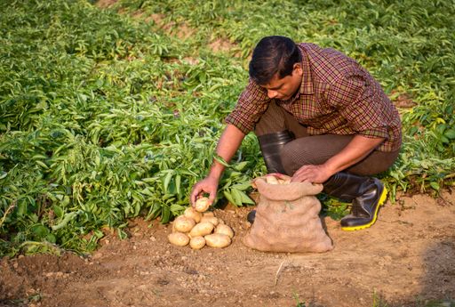 An Indian male farmer harvesting potatoes in the farmland