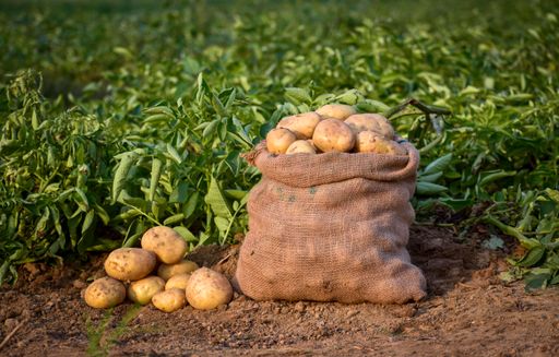 A bag of freshly harvested potatoes on a farmland