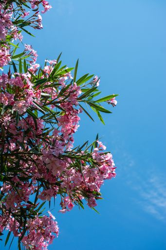 A vertical shot of beautiful pink oleander flowers under the clear blue sky