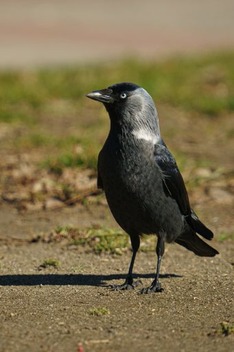 A vertical close-up shot of a black and grey jackdaw standing on the ground