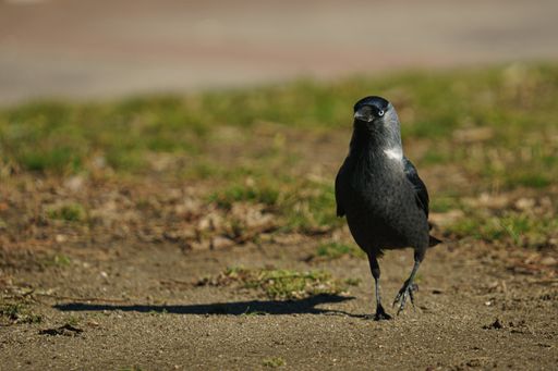 A close-up shot of a jackdaw walking on a ground of soil