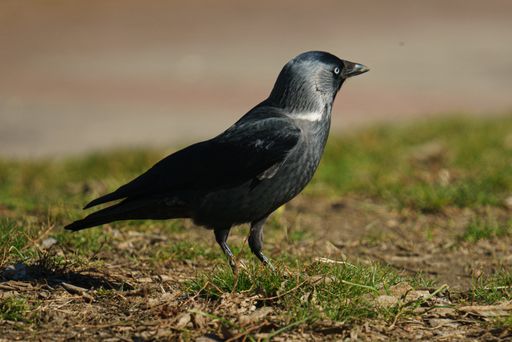 A close-up shot of a jackdaw standing on the grass, curiously looking away