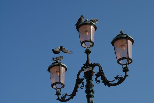 A low angle shot of the street lamps with the doves against a clear sky