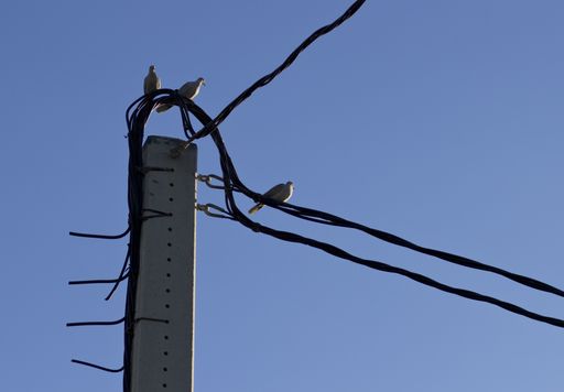 A low angle shot of birds perched on electricity wires