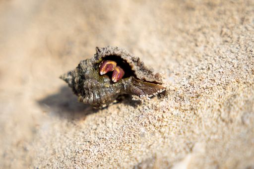 A close-up shot of a hermit crab in shell