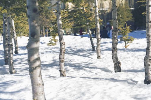 Several trees next to each other covered in snow