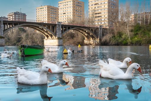 A beautiful shot of white geese swimming in the Pisuerga river in Valladolid, Spain